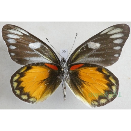 Delias zebuda Hewitson, 1862 male reverse Indonesia, Sulawesi56